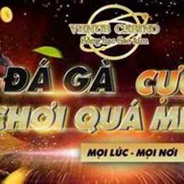 aev888 venus casino - nhà cái đá gà thomo