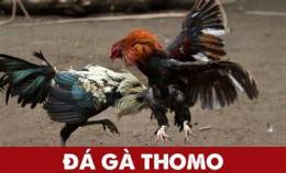 ảnh chụp màn hình ca cuoc da ga thomo