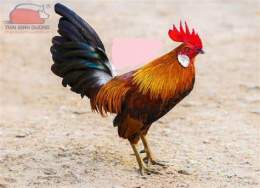 ảnh chụp màn hình các giống gà tre đá