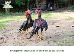 ảnh chụp màn hình cách chăm sóc gà chọi gà đá