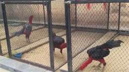 ảnh chụp màn hình cách chăm sóc gà sau khi đá cựa sắt
