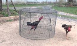 ảnh chụp màn hình cách huấn luyện gà tre đá hay