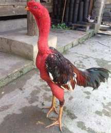 ảnh chụp màn hình cách làm da gà chọi dày