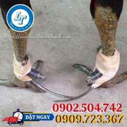 ảnh chụp màn hình cách quấn cựa gà đá