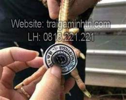 ảnh chụp màn hình cách trị ké chậu gà đá