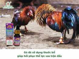 ảnh chụp màn hình cho gà uống thuốc gì trước khi đá