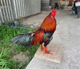ảnh chụp màn hình chợ tốt gà đã cần thơ
