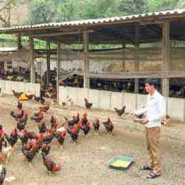 ảnh chụp màn hình chuong nuoi ga da