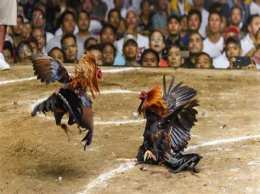 ảnh chụp màn hình coi đá gà đòn