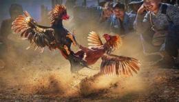 ảnh chụp màn hình đá gà 179 nét
