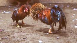 ảnh chụp màn hình đá gà 88i
