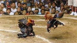 ảnh chụp màn hình đá gà ăn 8 là gì
