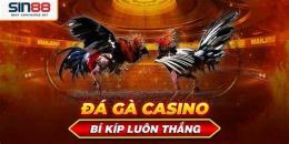 ảnh chụp màn hình đá gà casino đá gà casino