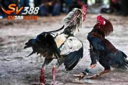 ảnh chụp màn hình da ga cua dao ga choi viet