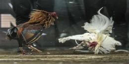 ảnh chụp màn hình đá gà giải c3 ngày 8 tháng 7