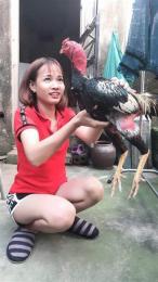 ảnh chụp màn hình đá gà giải nữ sư kê