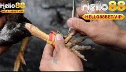 ảnh chụp màn hình đá gà hello88