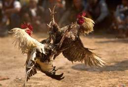 ảnh chụp màn hình đá gà ngày 14/1