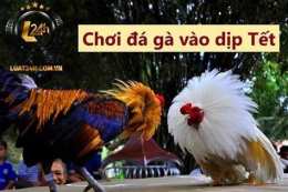 ảnh chụp màn hình đá gà ngày 3 tháng 4