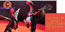 ảnh chụp màn hình đá gà nòi thái lan