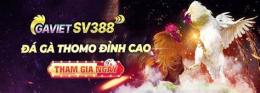 ảnh chụp màn hình da ga sv388 gavietsv388