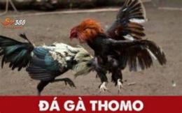 ảnh chụp màn hình đá gà tomo