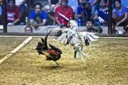 ảnh chụp màn hình đá gà trắng
