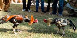 ảnh chụp màn hình da ga tre cua sat moi nhat 2015