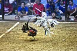 ảnh chụp màn hình đá gà tre tơ