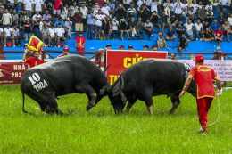 ảnh chụp màn hình đá gà trực tiếp chọi trâu
