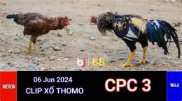 ảnh chụp màn hình đá gà trực tiếp ngày 26 tháng 5 năm 2023