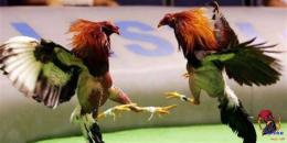 ảnh chụp màn hình đá gà trực tiếp ngày chủ nhật
