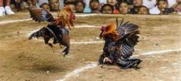 ảnh chụp màn hình đá gà trực tiếp thomo hôm nay thứ 7