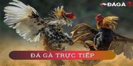 ảnh chụp màn hình đá gà trực tiếp tructiepdaga.one