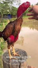 ảnh chụp màn hình đá gà trực tuyến bịp roykin