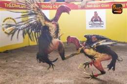 ảnh chụp màn hình đá gà trường thomo c1
