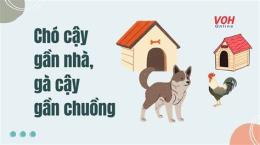 ảnh chụp màn hình đặt câu với thành ngữ chó ăn đá gà ăn sỏi