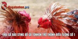 ảnh chụp màn hình gà bảo sting đá ở tonhon