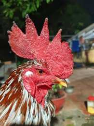 ảnh chụp màn hình gà đá cao lãnh đồng tháp