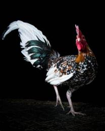 ảnh chụp màn hình gà đá hấp