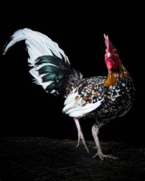 ảnh chụp màn hình gà đá ô