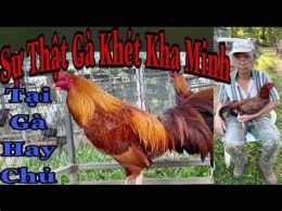 ảnh chụp màn hình gà khét kha minh đá