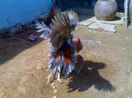ảnh chụp màn hình ga lai hau giang da cua sat