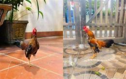 ảnh chụp màn hình gà tre bắc tít đã