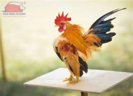 ảnh chụp màn hình gà tre đá việt nam