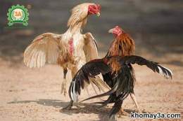 ảnh chụp màn hình giong ga da cua sat hay nhat hien nay