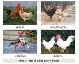 ảnh chụp màn hình giống gà nào đá hay nhất