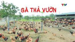 ảnh chụp màn hình hình trại gà đá