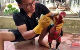 ảnh chụp màn hình hướng dẫn quy trình vô nghệ cho gà đá cựa sắt