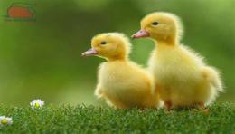 ảnh chụp màn hình khi thấy vịt con kêu khóc gà con đã làm gì